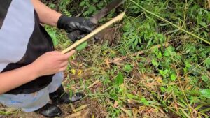 สาวเวียดนามหีฟิตนมยักษ์โดนควยใหญ่ซอยยืนกลางป่า เย็ดสดแตกในคาหี