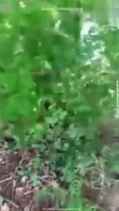 คลิปหลุด น้องนุ้ยตัวเล็ก ช่วยตัวเองหีเนียนกลางป่า ดูดควยอมควยเสียวจนครางลั่น